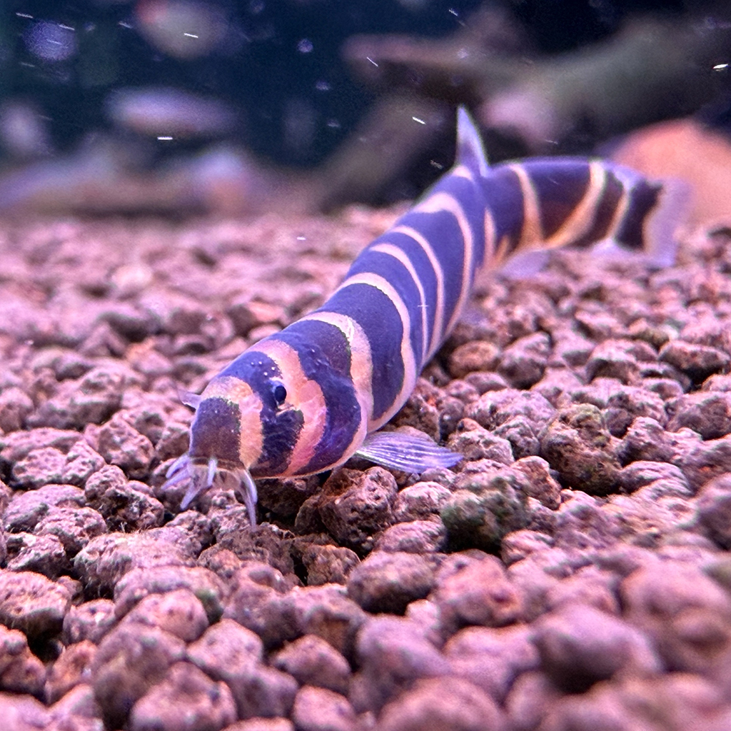 АКАНТОФТАЛЬМУС КЮЛЯ (Acanthophthalmus Kuhlii)