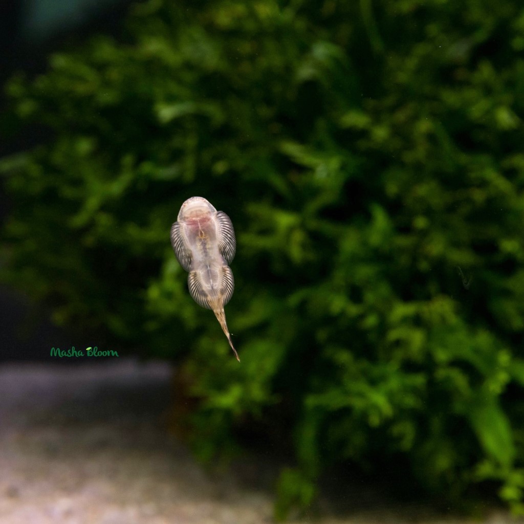 ГАСТРОМИЗОН ПУНКТУЛАТУС (Gastromyzon punctulatus)