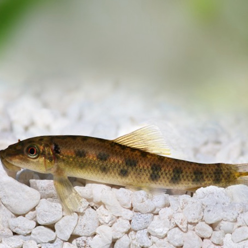 ГИРИНОХЕЙЛУС ПРИРОДНОГО ОКРАСА