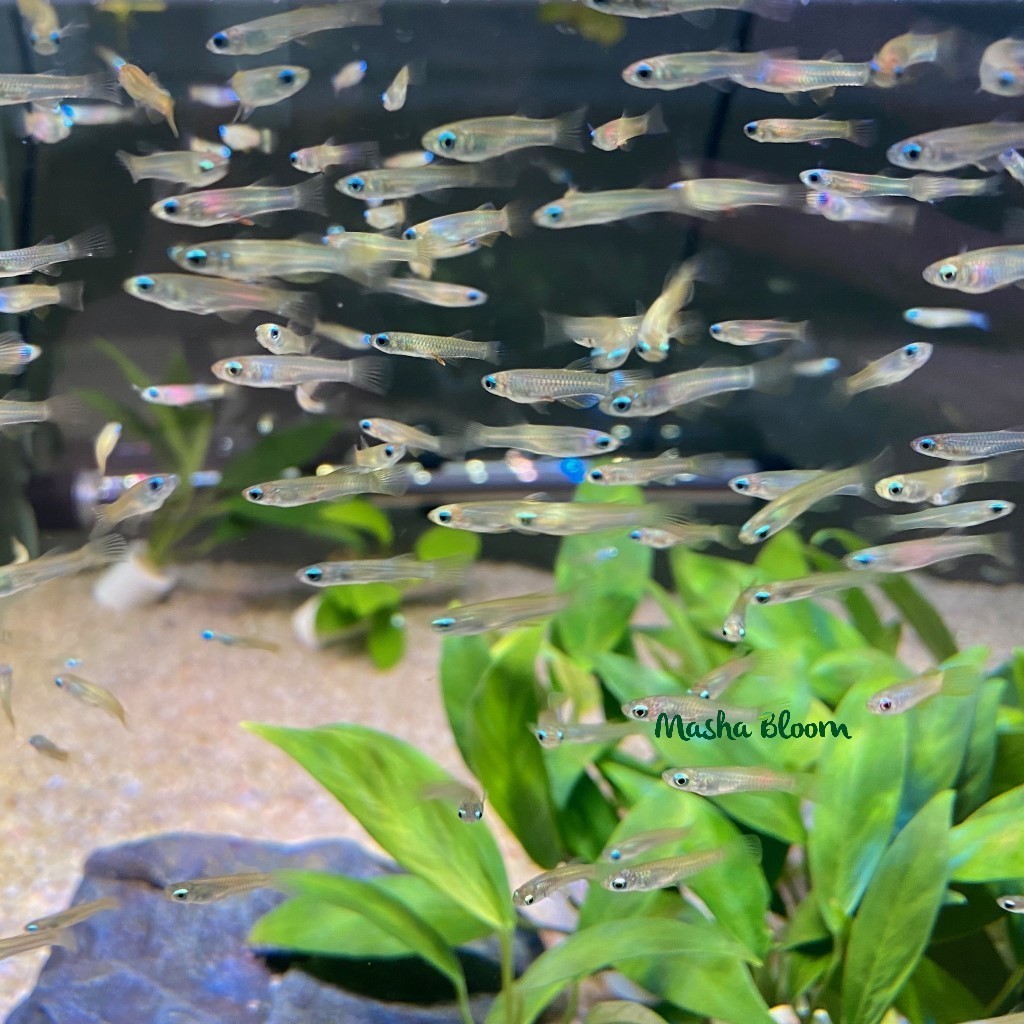 ГОЛУБОГЛАЗКА НОРМАНА (Aplocheilichthys normani)