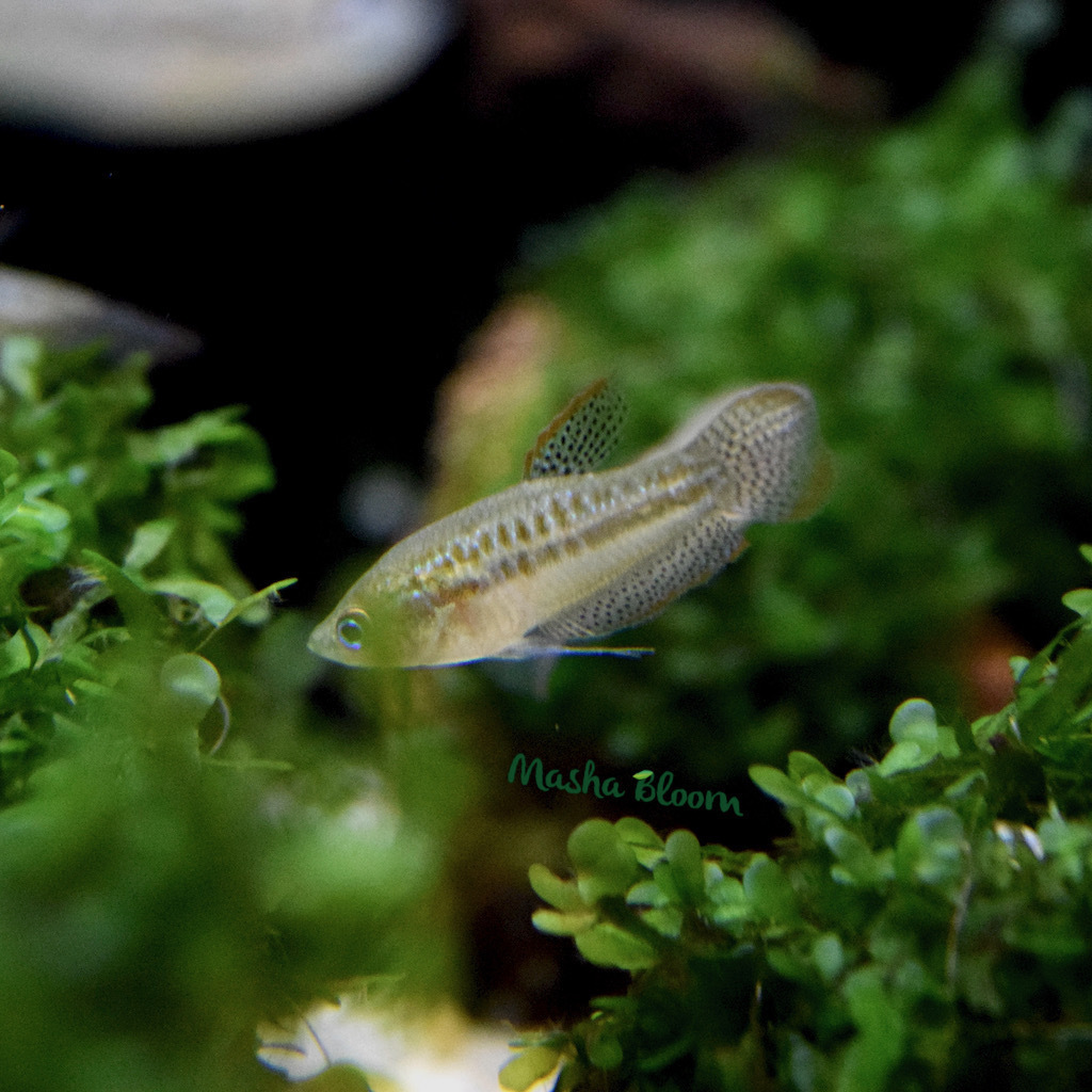 ГУРАМИ КАРЛИКОВЫЙ (Trichopsis pumila)