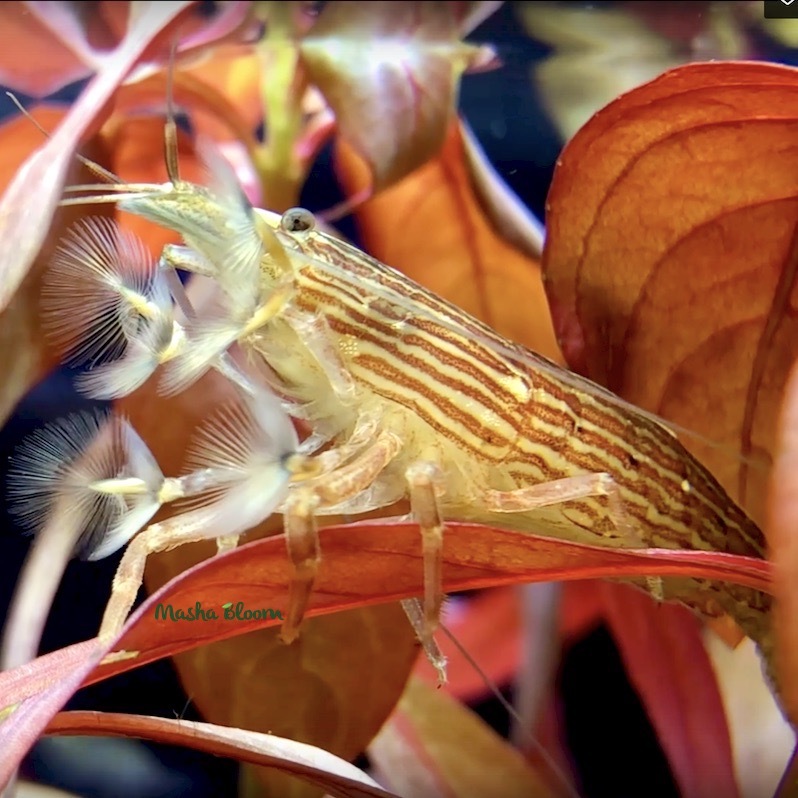 Креветка ФИЛЬТРАТОР  (Atyopsis moluccensis)