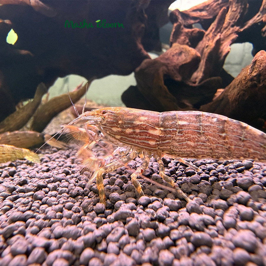 Креветка ФИЛЬТРАТОР  (Atyopsis moluccensis)