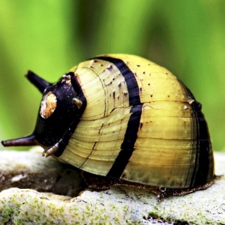 УЛИТКА БИЛАЙН (Clithon diadema)