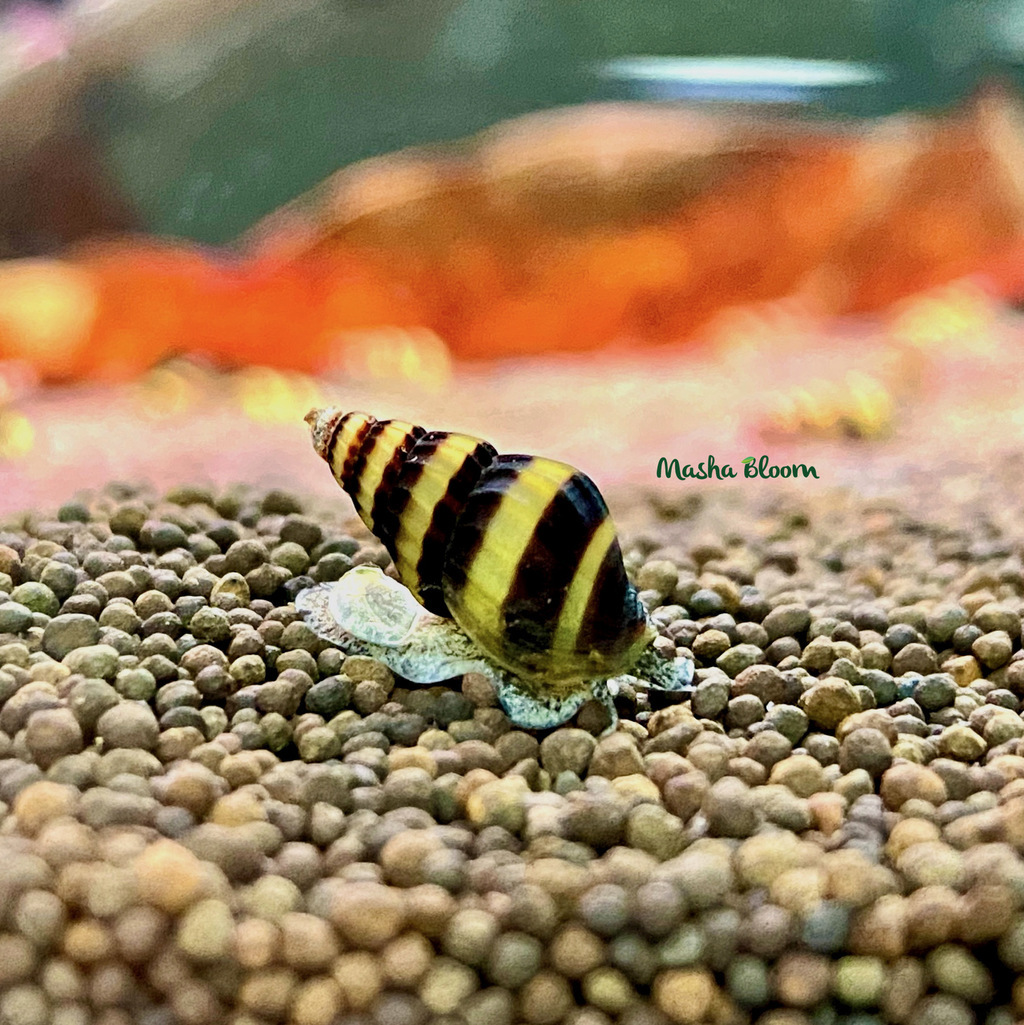 УЛИТКА ХЕЛЕНА