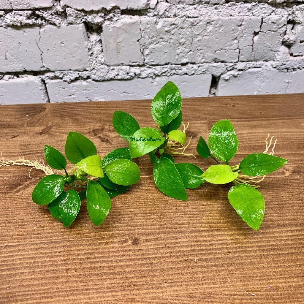 АНУБИАС КАРЛИКОВЫЙ ЗОЛОТИСТЫЙ