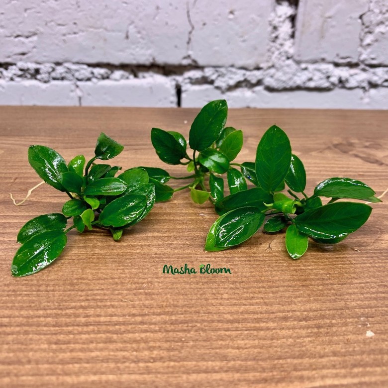 Анубиас нана Паксинг компакт в горшке