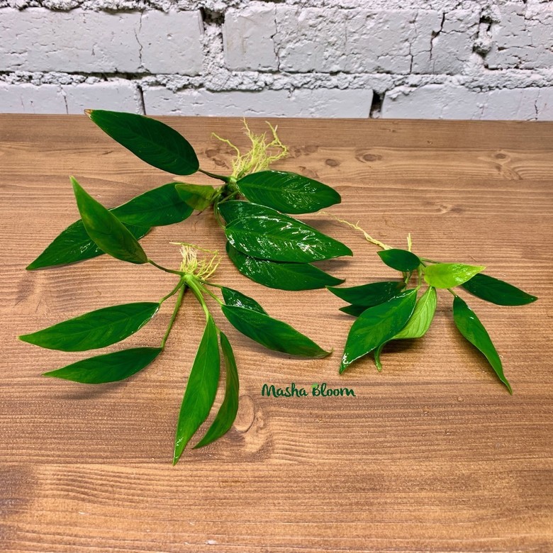 АНУБИАС УЗКОЛИСТНЫЙ