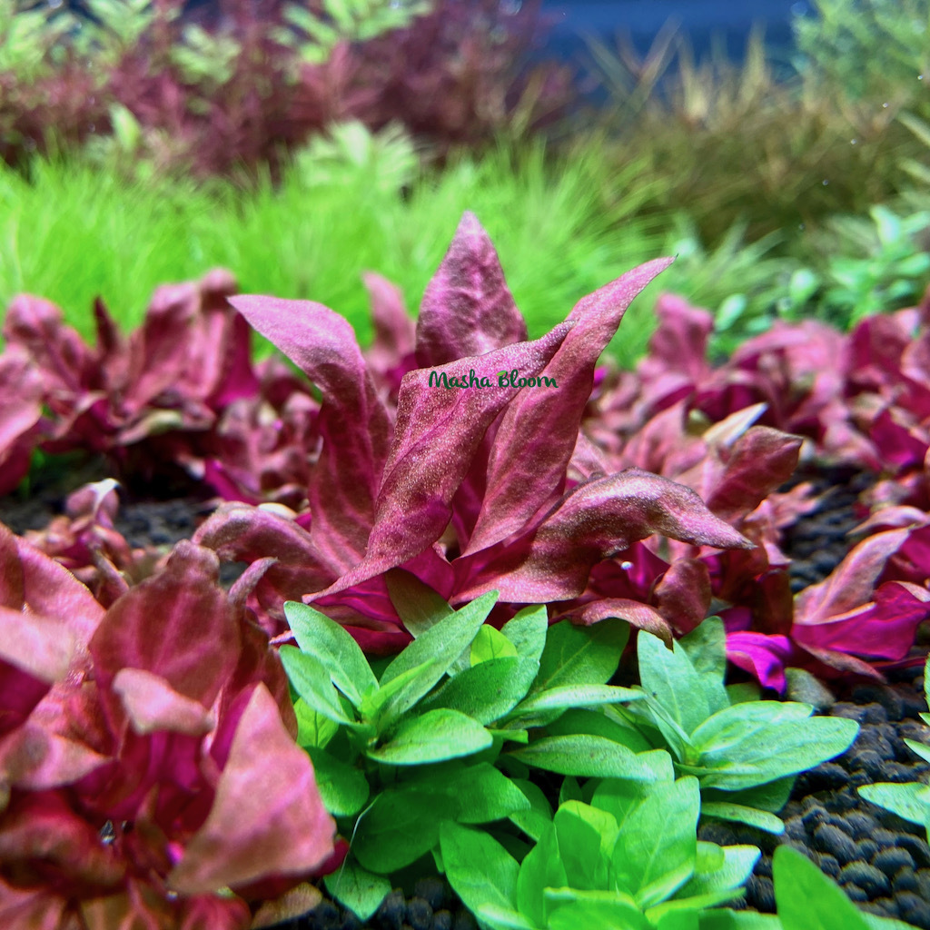 АЛЬТЕРНАНТЕРА РЕЙНЕКИ РОЗАНЕРВИГ