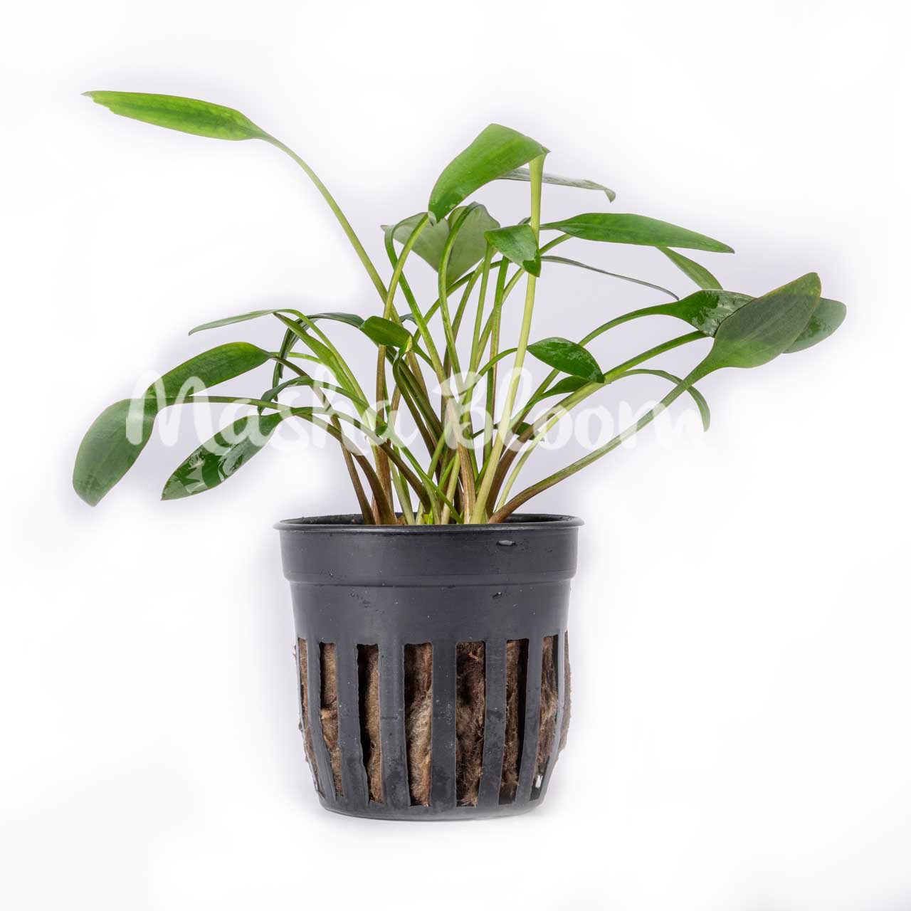 Криптокорина жёлтая / лютея (Cryptocoryne lutea) в горшке