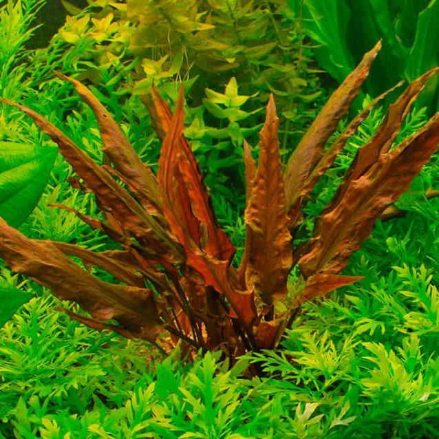 Криптокорина Ми Ойя (Cryptocoryne wendtii Mi Oya)