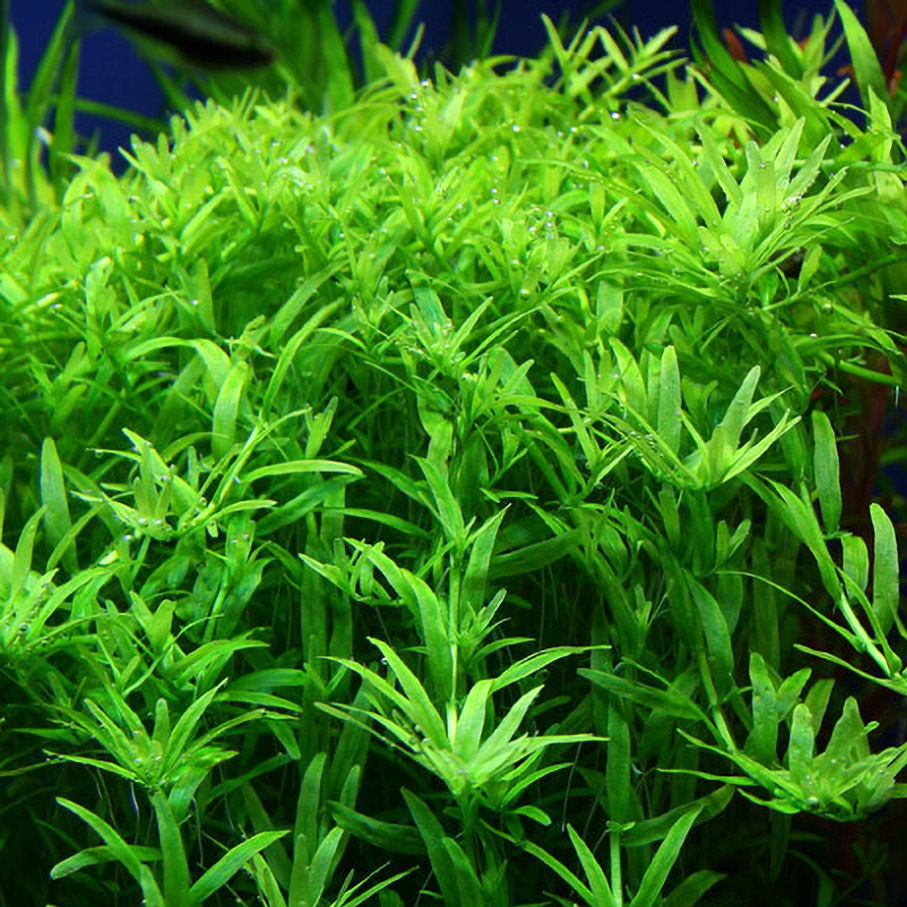 РОТАЛА ЗЕЛЕНАЯ