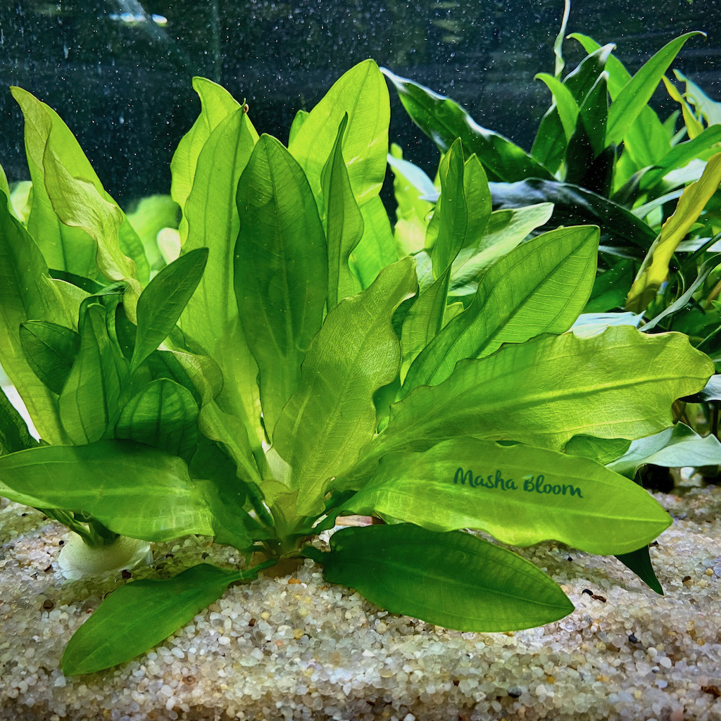 ЭХИНОДОРУС МАЙОР