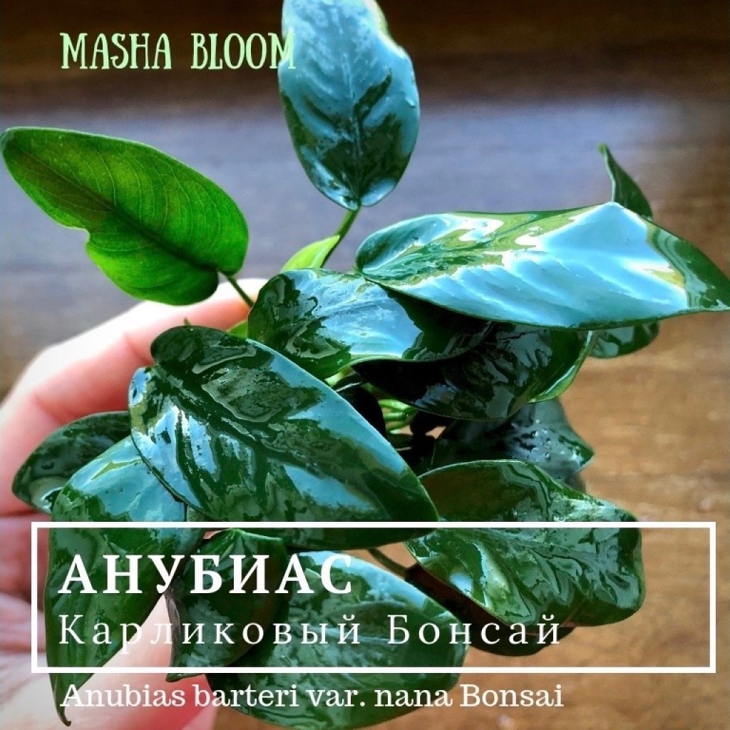 Анубиас карликовый бонсай