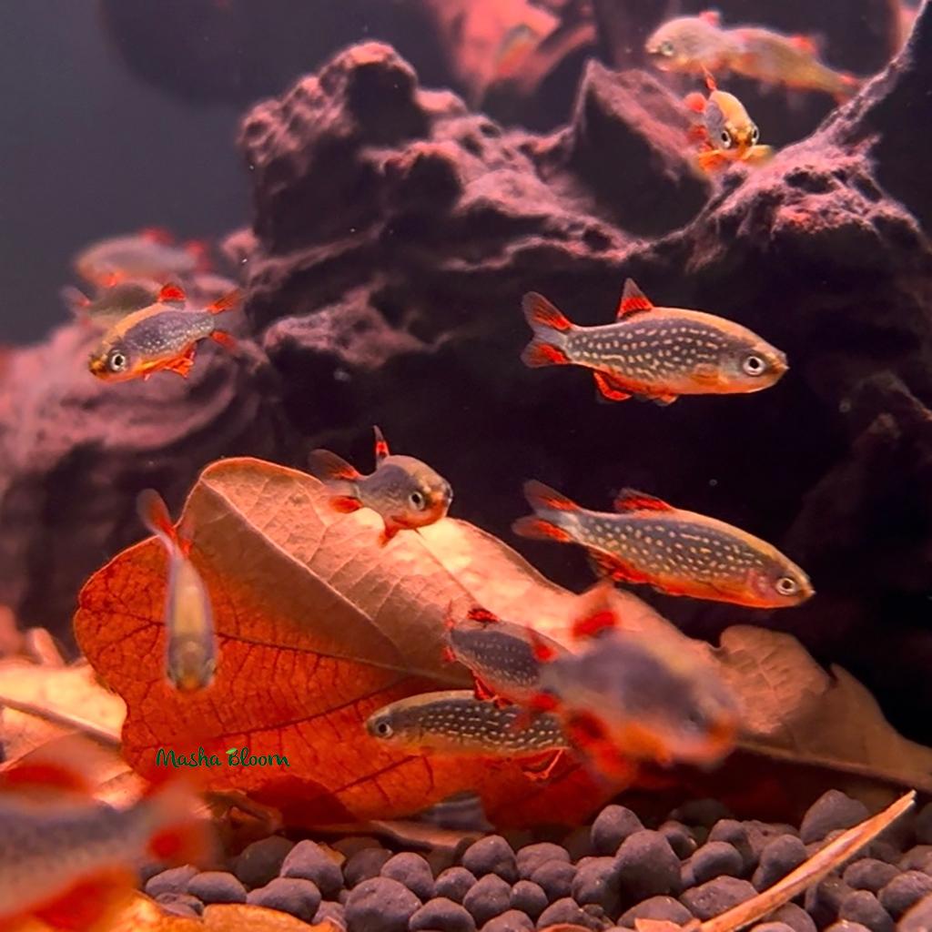 МИКРОРАСБОРА ГАЛАКТИКА (Danio margaritatus)