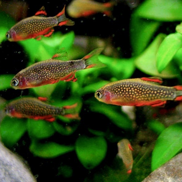 МИКРОРАСБОРА ГАЛАКТИКА (Danio margaritatus)