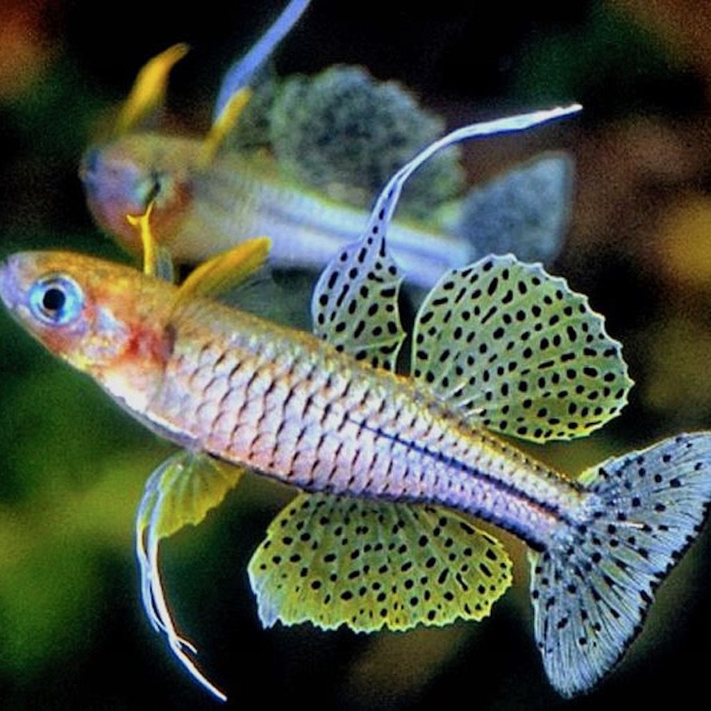 ПСЕВДОМУГИЛ ГЕРТРУДЫ (Pseudomugil gertrudae)