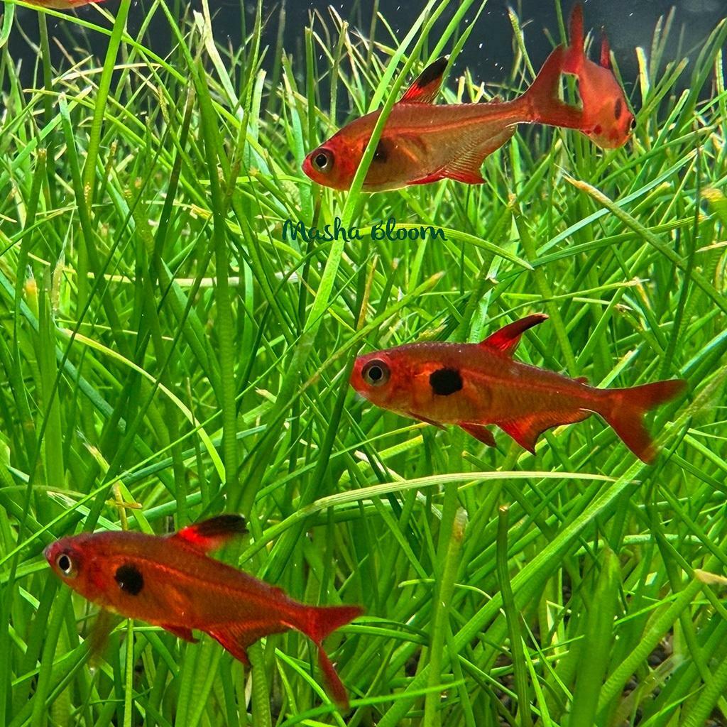 ОРНАТУС ФАНТОМ КРАСНЫЙ (Hyphessobrycon sweglesi)