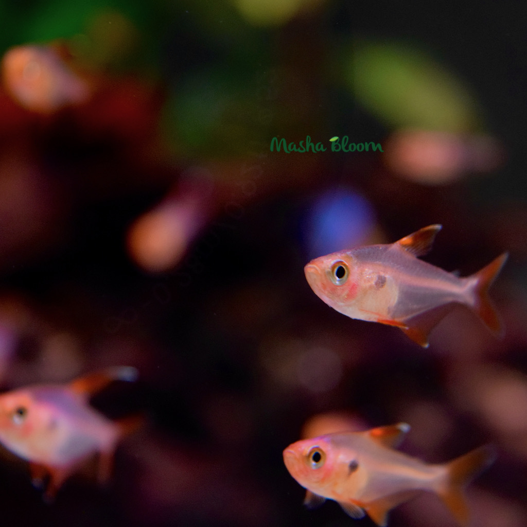 ОРНАТУС ФАНТОМ КРАСНЫЙ (Hyphessobrycon sweglesi)