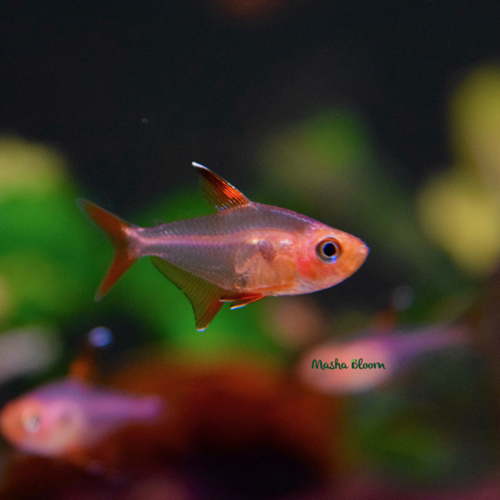 ОРНАТУС ФАНТОМ КРАСНЫЙ (Hyphessobrycon sweglesi)