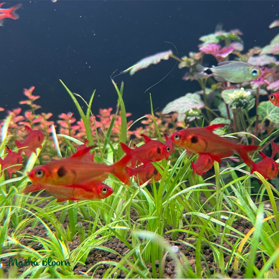 ОРНАТУС ФАНТОМ КРАСНЫЙ (Hyphessobrycon sweglesi)