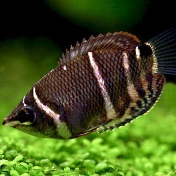 ГУРАМИ ШОКОЛАДНЫЙ ( Sphaerichthys osphromenoides)