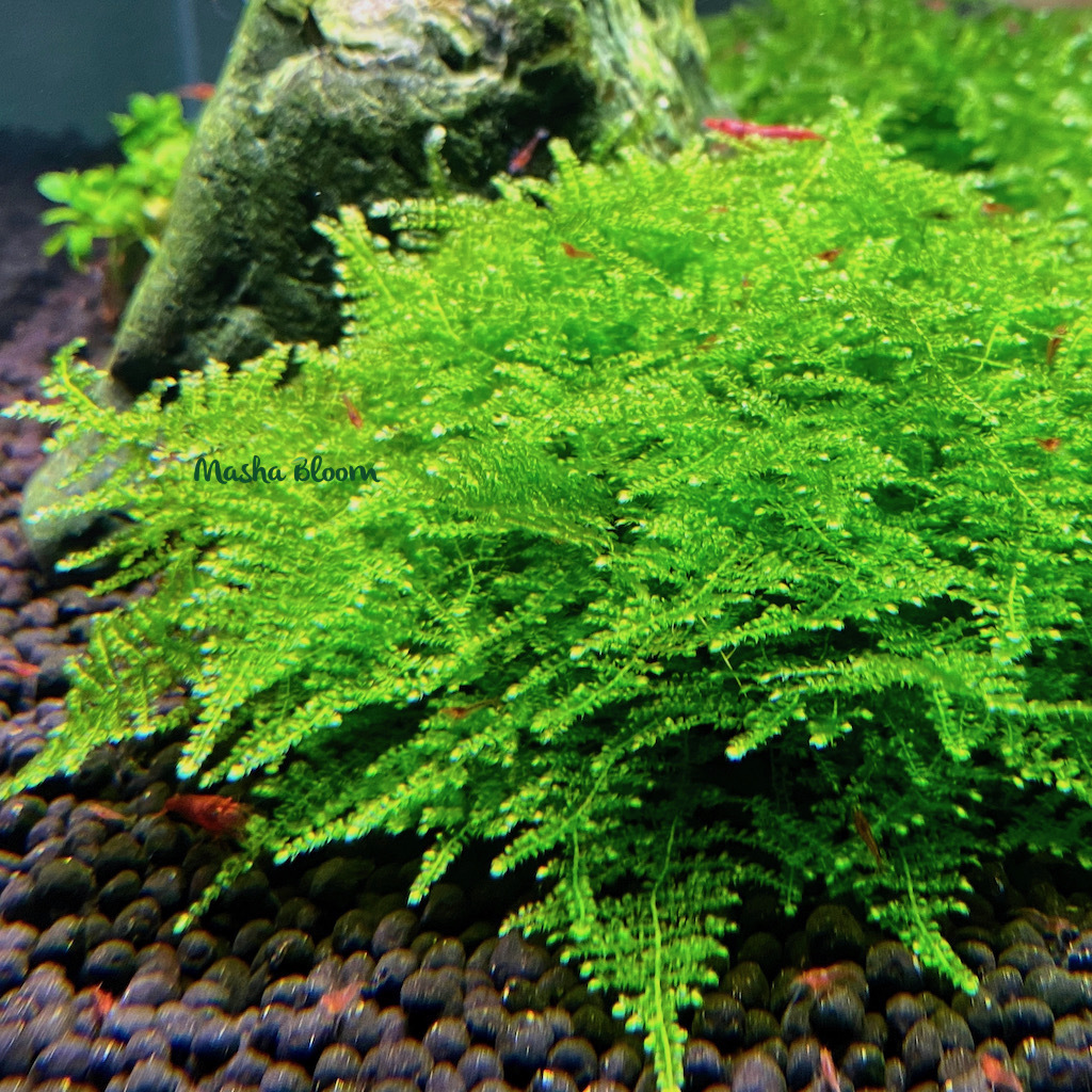 МОХ ПЛАЧУЩИЙ на лаве