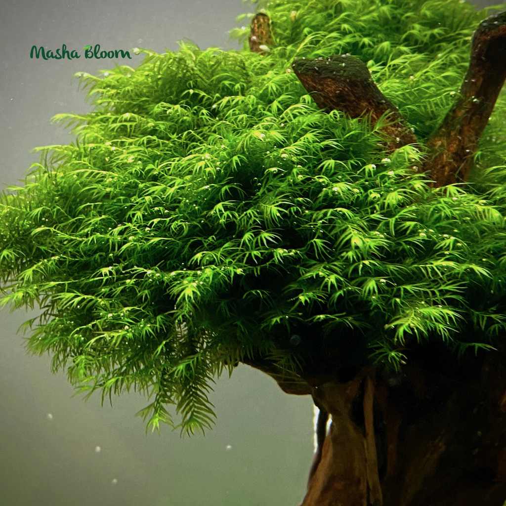 МОХ ФЕНИКС на лаве