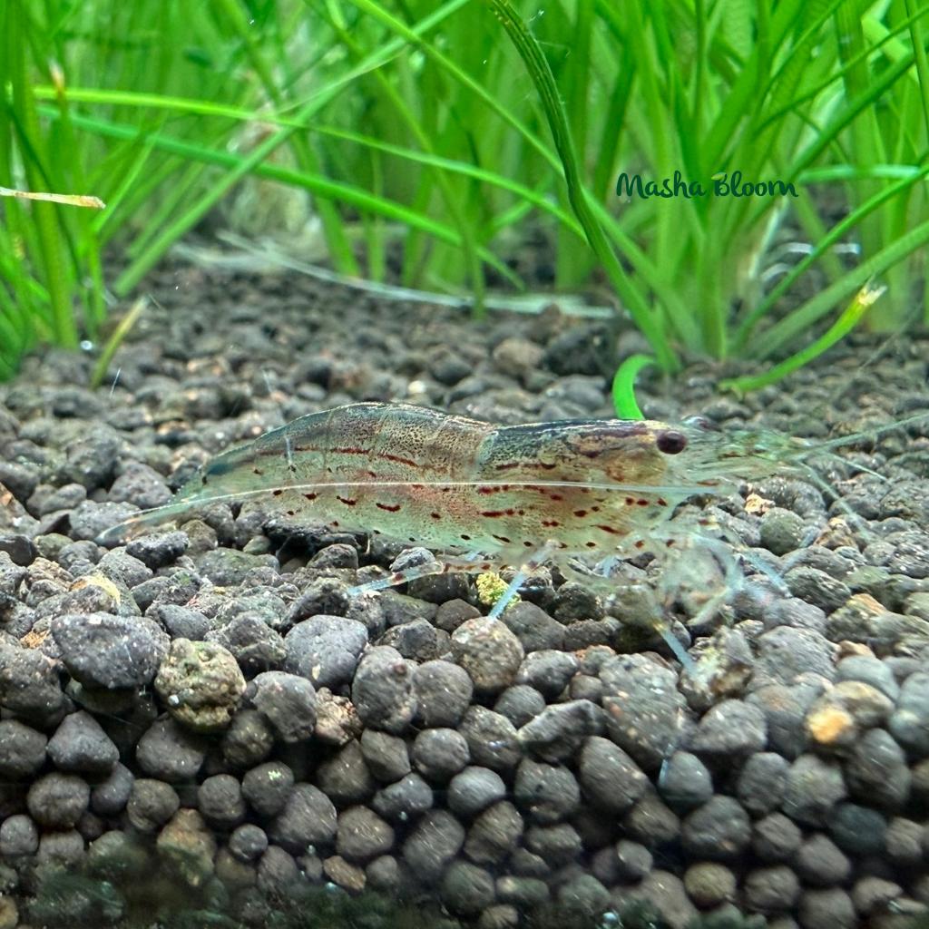 Креветка АМАНО (Caridina japonica)