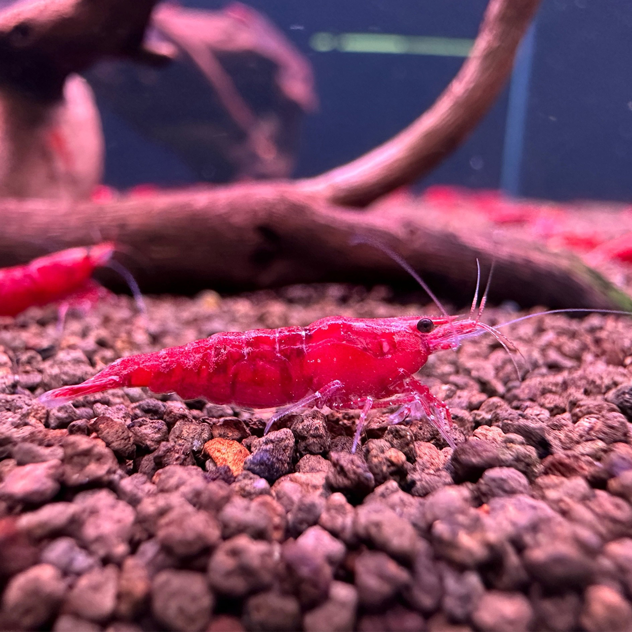 Креветка КРАСНЫЙ ОГОНЬ (Neocaridina Heteropoda var. Red Fire)