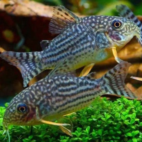 КОРИДОРАС ШТЕРБА (Corydoras sterbai)