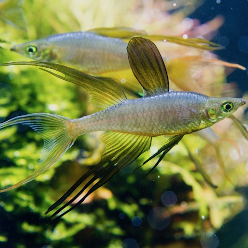 ИРИАТЕРИНА ВЕРНЕРА (Iriatherina werneri)