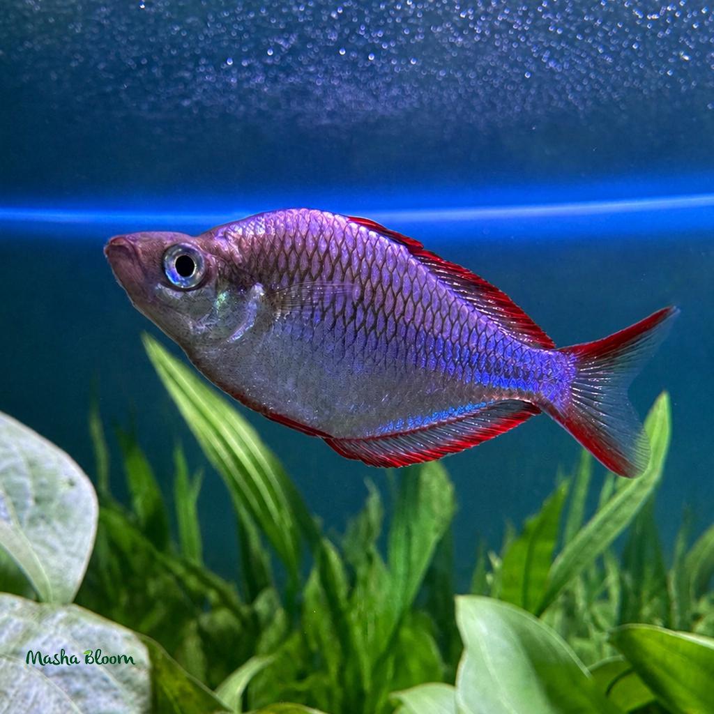 РАДУЖНИЦА НЕОНОВАЯ (Melanotaenia praecox)