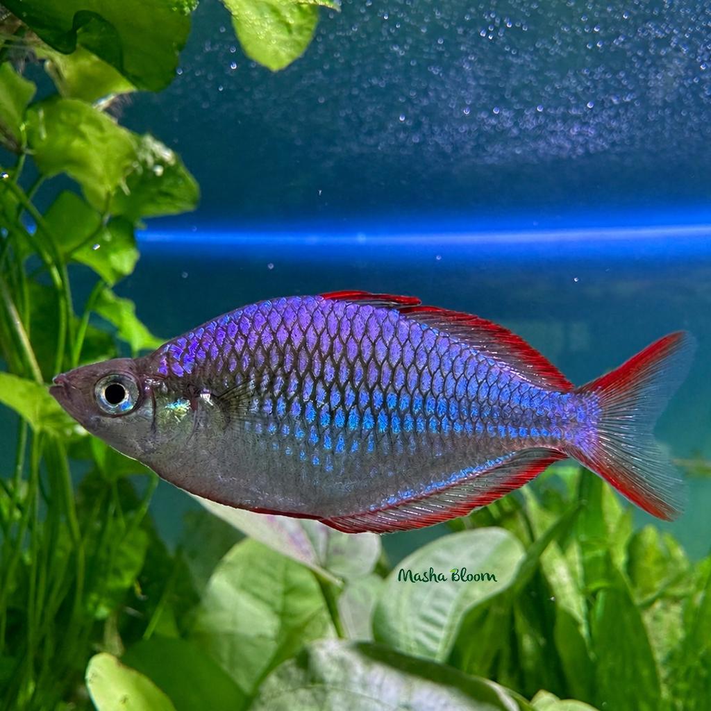 РАДУЖНИЦА НЕОНОВАЯ (Melanotaenia praecox)
