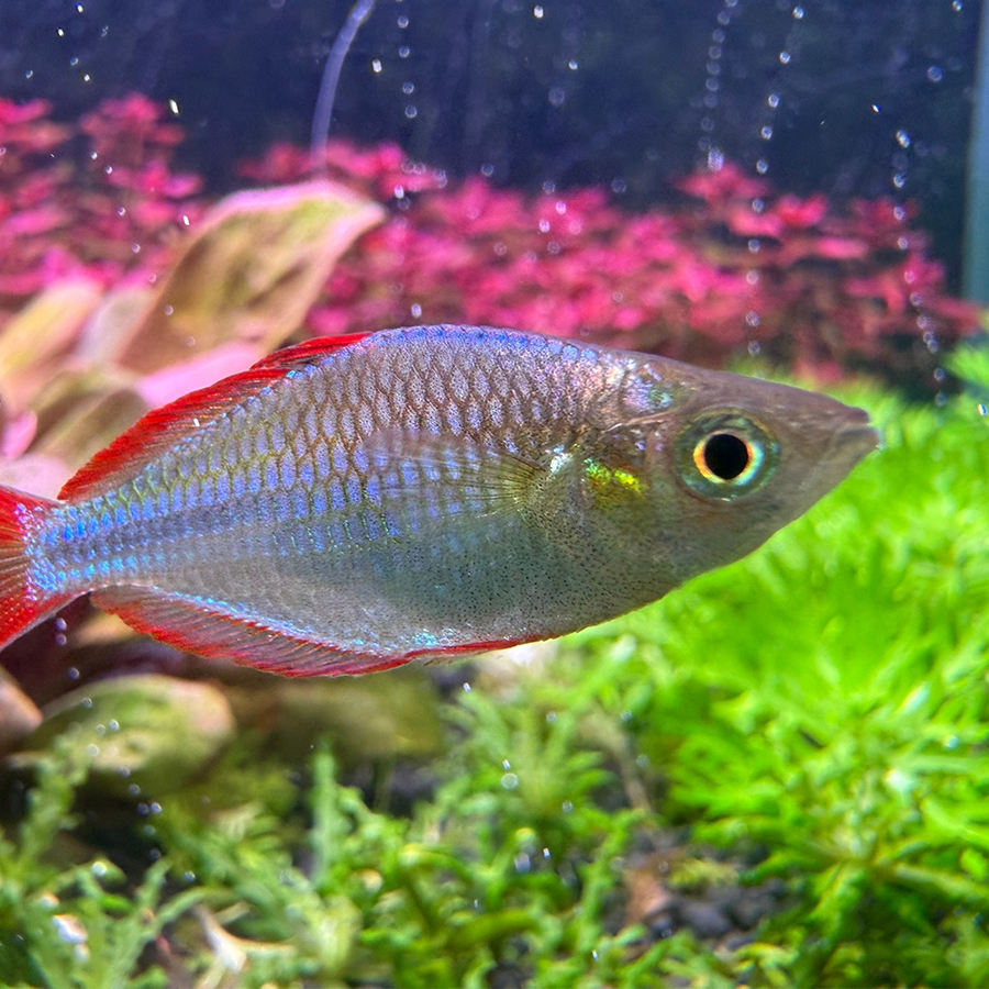 РАДУЖНИЦА НЕОНОВАЯ (Melanotaenia praecox)