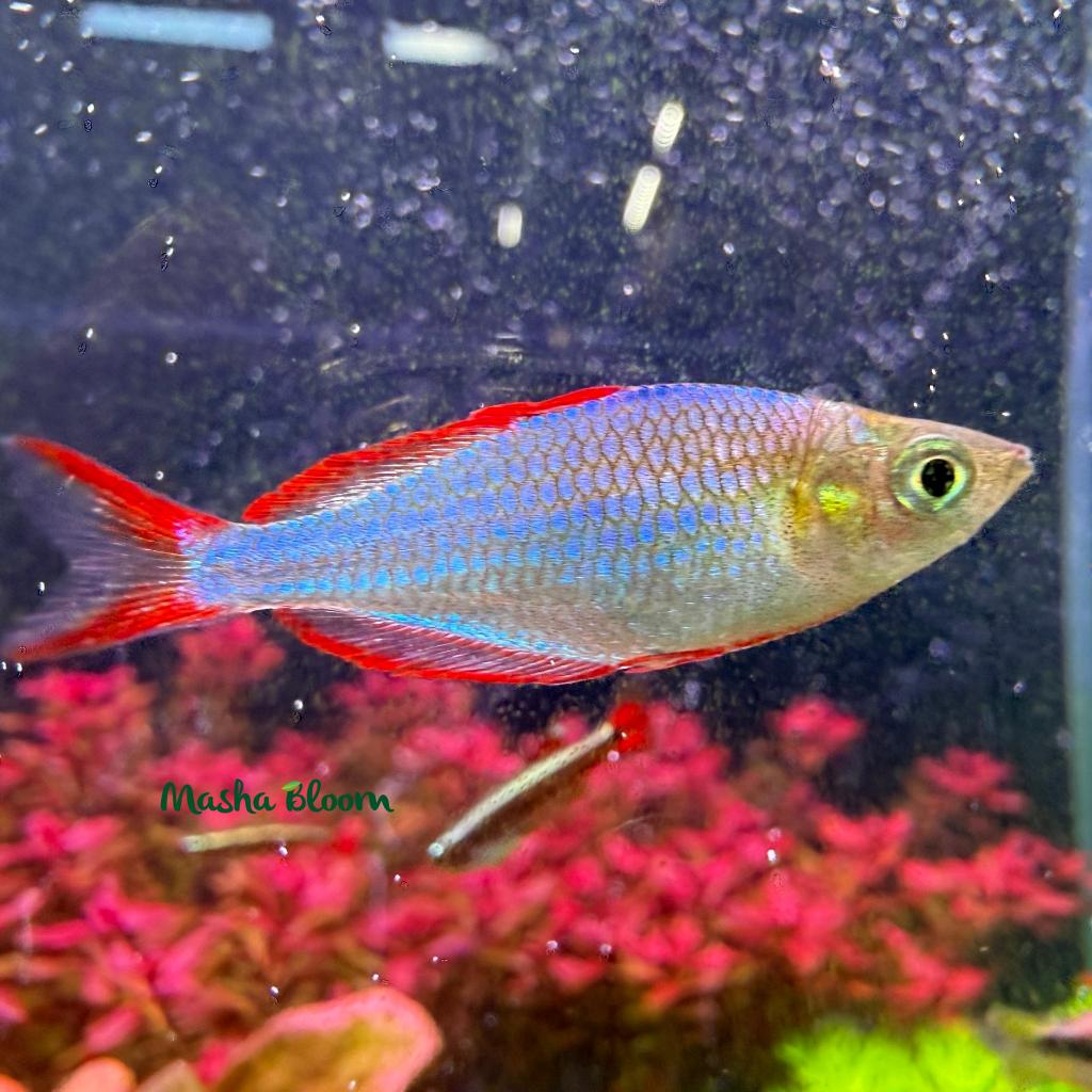 РАДУЖНИЦА НЕОНОВАЯ (Melanotaenia praecox)