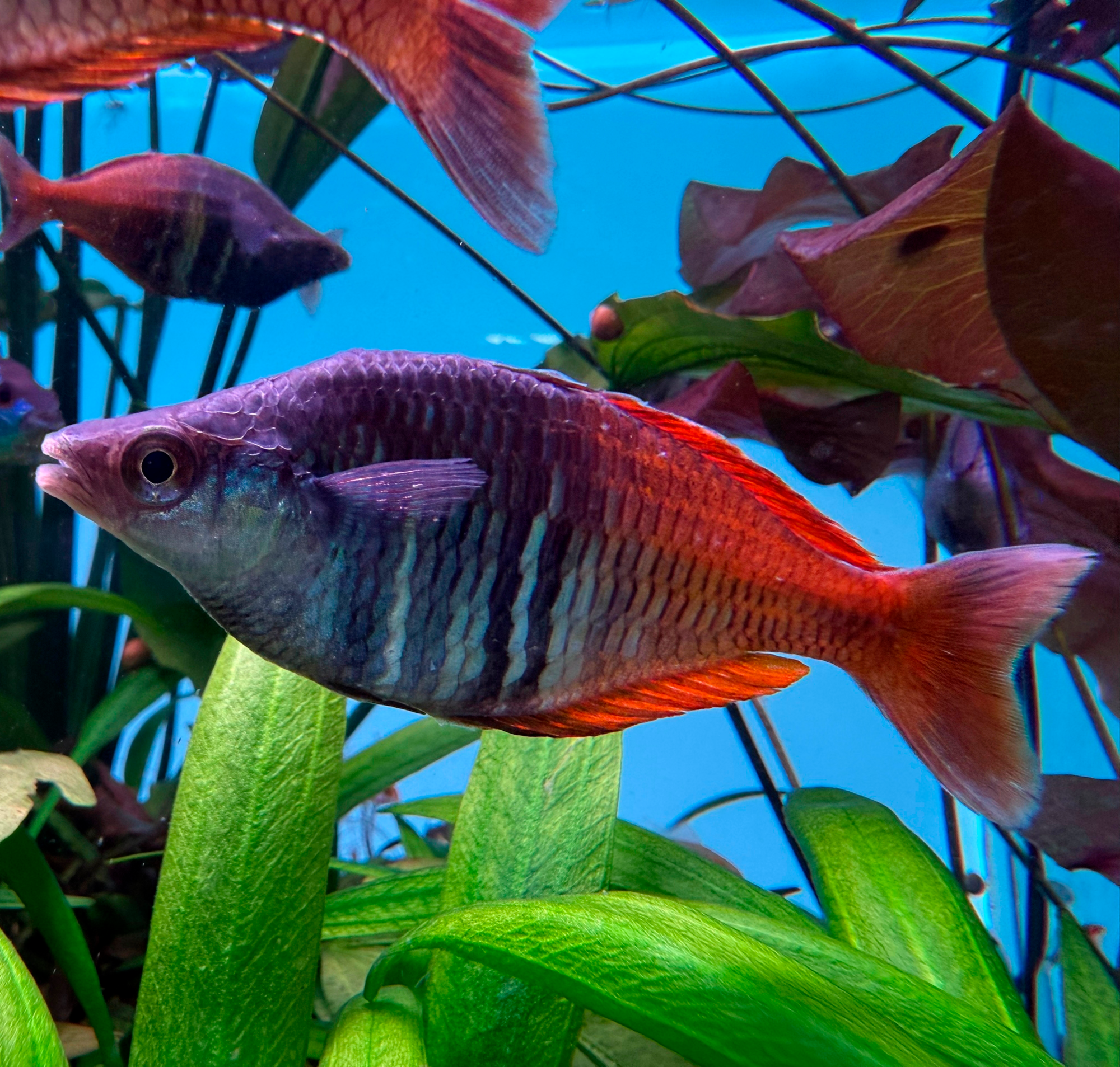 РАДУЖНИЦА БОЭСМАНА (Melanotaenia boesemani)