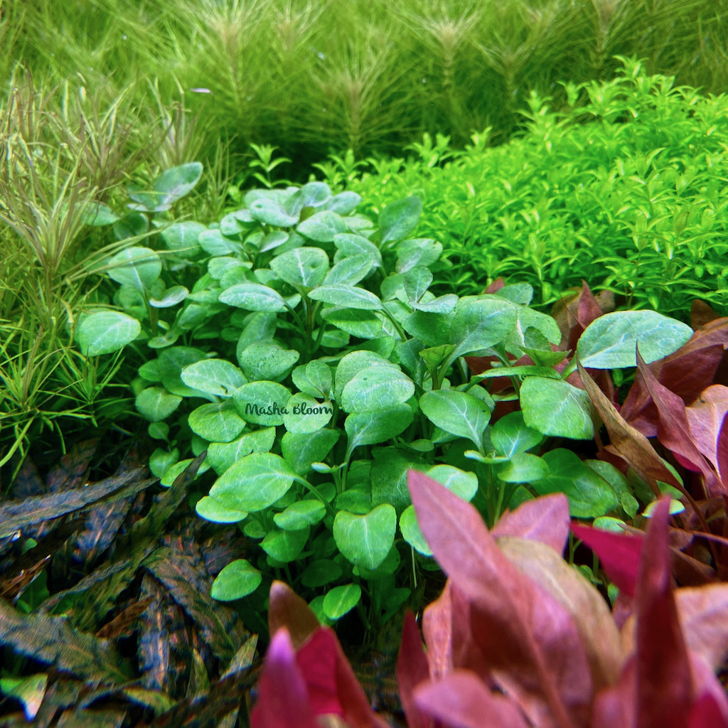 ЛОБЕЛИЯ ПУРПУРНАЯ (Lobelia cardinalis)