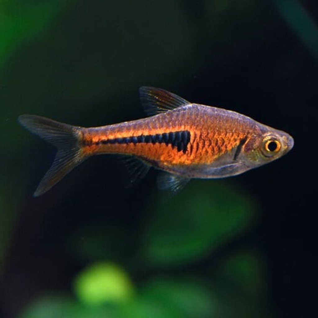 РАСБОРА ЭСПЕЙ (Rasbora espei)