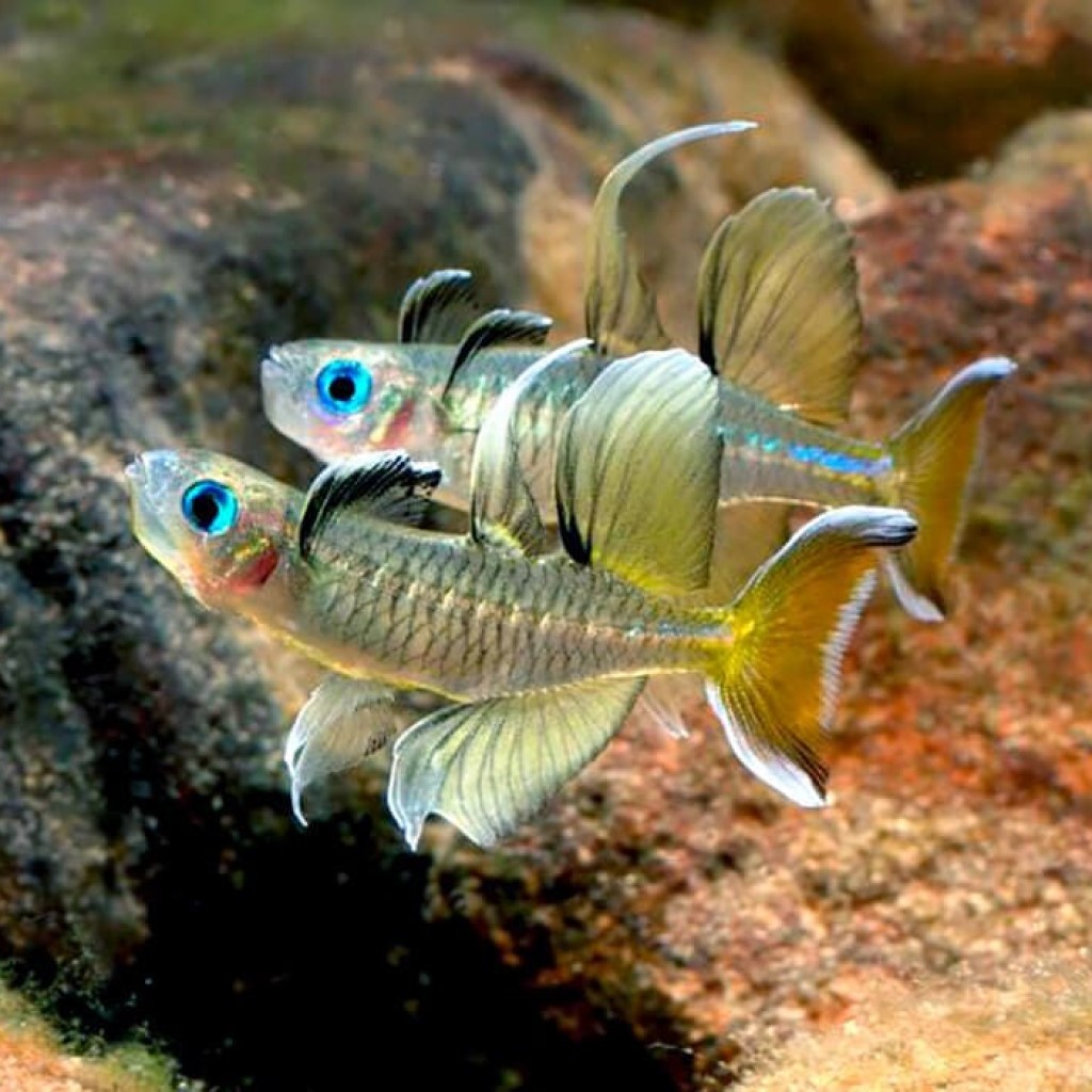 ПСЕВДОМУГИЛ СИГНИФЕР (Pseudomugil signifer)