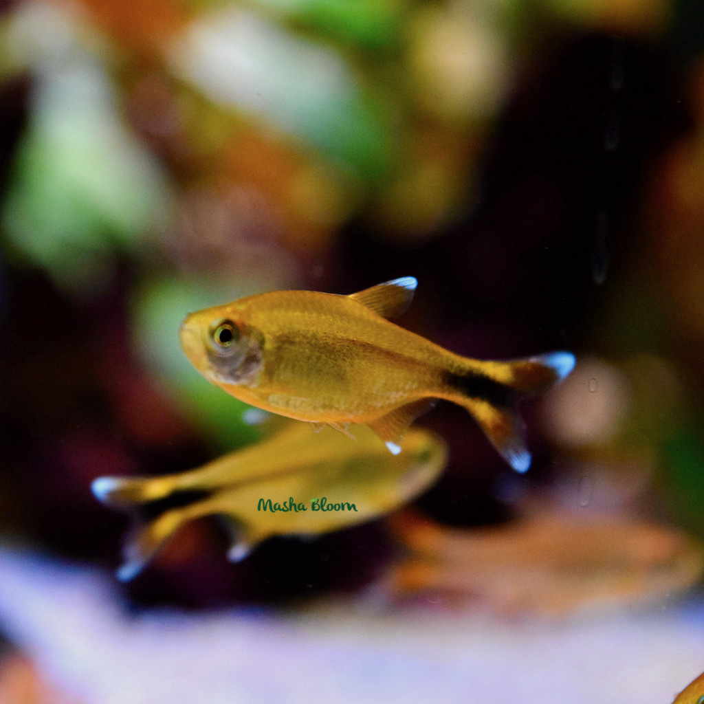 ТЕТРА МЕДНАЯ ИЛИ ХАСЕМАНИЯ (Hasemania Nana)