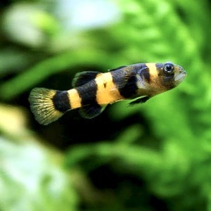 БЫЧОК ПЧЕЛКА (Brachygobius nunus)