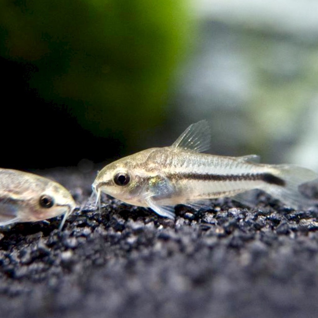 КОРИДОРАС ПИГМЕЙ (Corydoras pygmaeus)