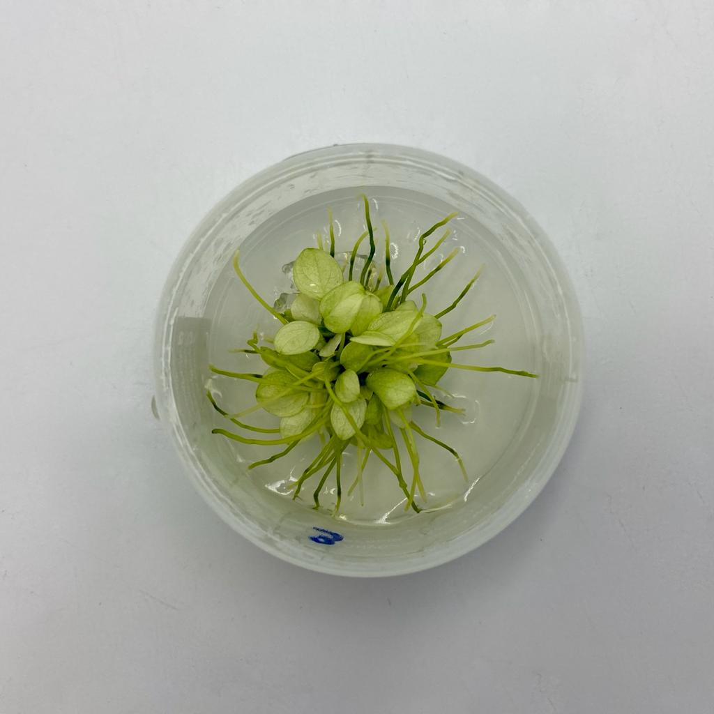 АНУБИАС НАНА МАРБЛ (МРАМОРНЫЙ) меристема