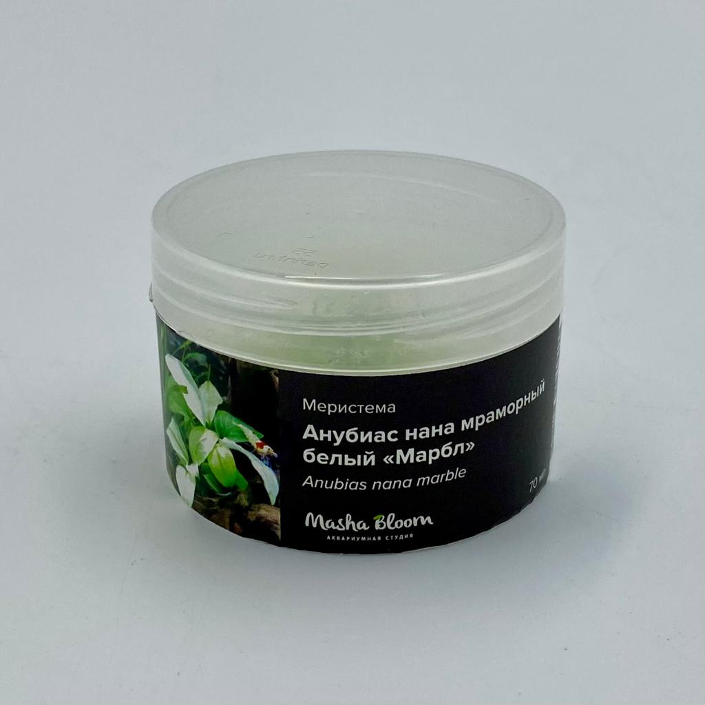 АНУБИАС НАНА МАРБЛ (МРАМОРНЫЙ) меристема