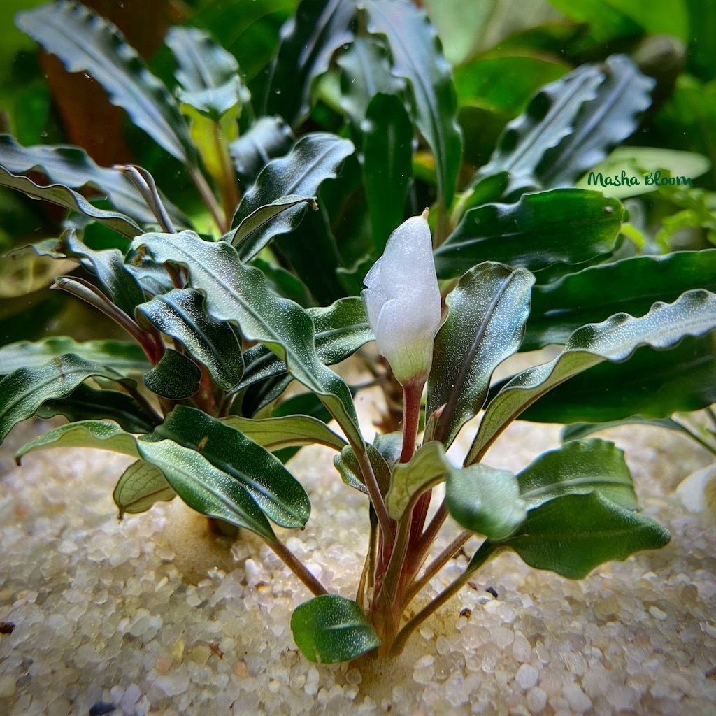 БУЦЕФАЛАНДРА ТЕМНО-ЗЕЛЕНАЯ ВОЛНИСТАЯ (dark green wavy)