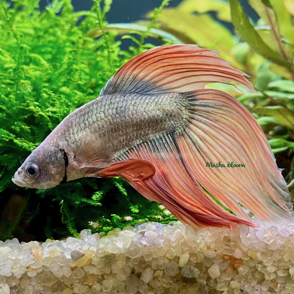 ПЕТУШОК АССОРТИ  самец  (Betta splendens)