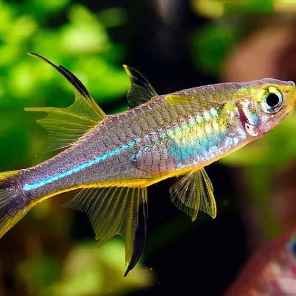 ТЕЛЬМАТЕРИНА ЛАДИГЕЗА (Marosatherina ladigesi)