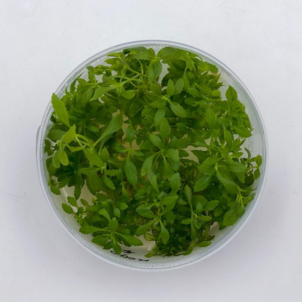 ЛИМНОФИЛА АРОМАТИКА (​Limnophila aromatica) меристема