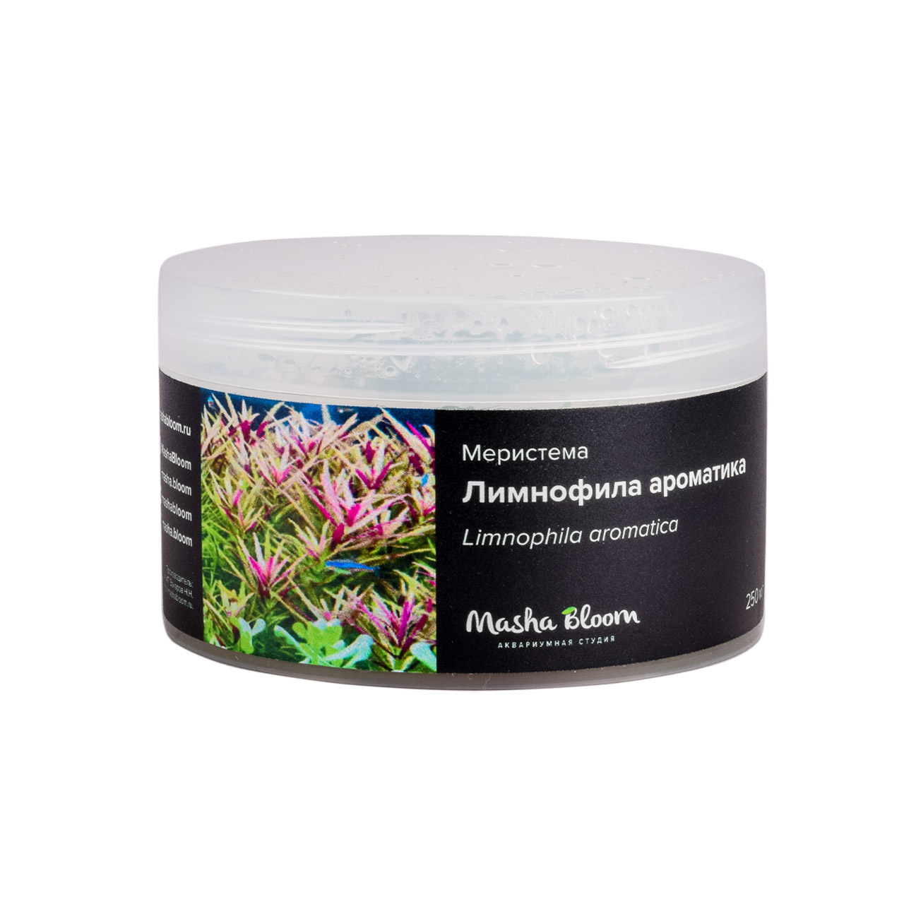 ЛИМНОФИЛА АРОМАТИКА (​Limnophila aromatica) меристема